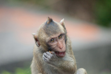 可愛いサル