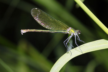 weibliche Gebänderte Prachtlibelle, Calopteryx splendens