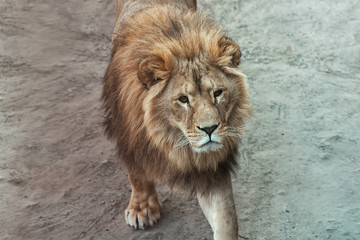 Obraz na płótnie Canvas The male lion close-up