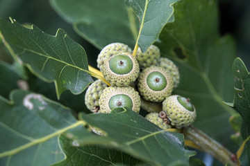 Traubeneiche (Quercus petraea),  auch Wintereiche