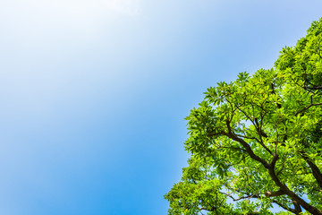 夏の空と緑 Fresh green leaves