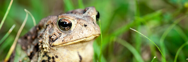 Closeup Of Common Toad In Nature