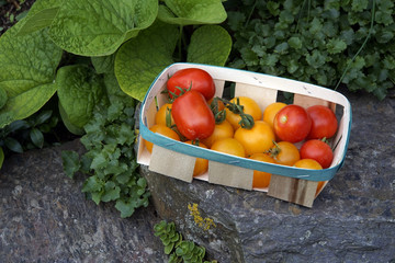 verschiedene Tomaten-Sorten in einem Körbchen aus Holz