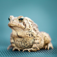 Portrait Of Common Toad On Blue Background