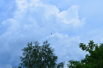 Bird