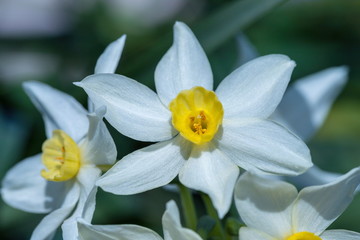 Bright Narcissus flowers