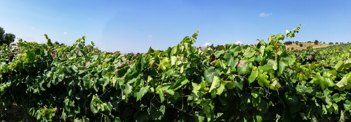 Fototapeta na wymiar Vinhas para produção de vinho em Portugal