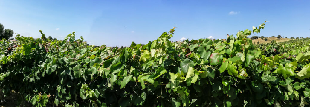 Vinhas para produ&ccedil;&atilde;o de vinho em Portugal