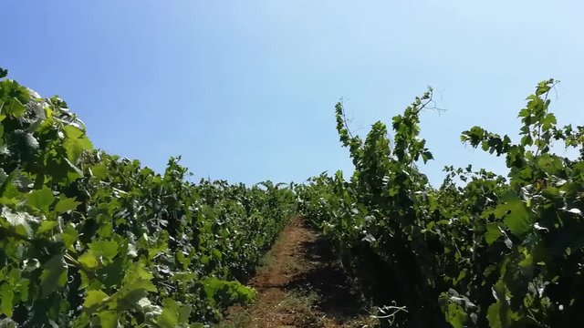 Vinhas para produ&ccedil;&atilde;o de vinho em Portugal