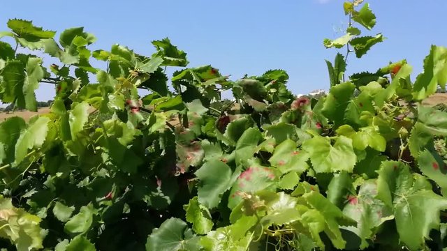 Vinhas para produ&ccedil;&atilde;o de vinho em Portugal