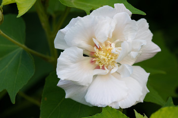 白い芙蓉の花のアップ