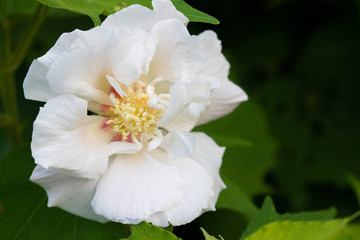白い芙蓉の花のアップ