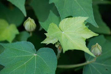 芙蓉の葉のアップ