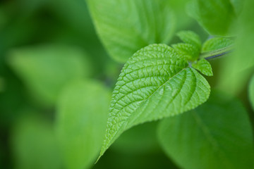 緑色の葉っぱのアップ