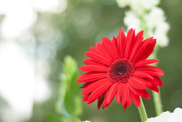 Red Gerber Daisy