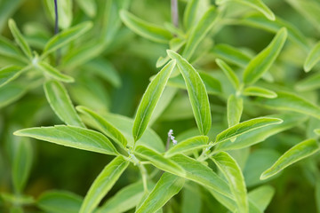 緑色の葉っぱのアップ