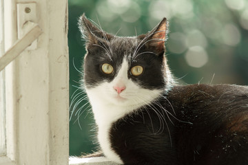 Funny cat sits on the window