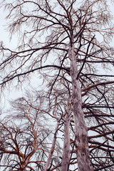 empty tree branches