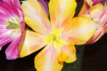 beautiful colorful tulip