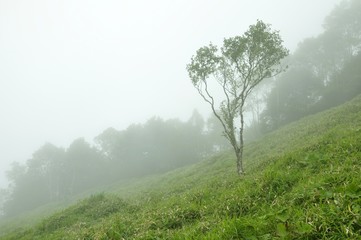 霧の岳樺