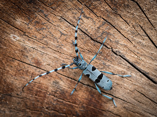 Colorful Alpine longhorn beetle on a beech tree