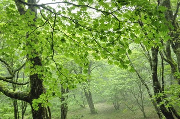 やまなしの森林100選 黒岳の広葉樹林