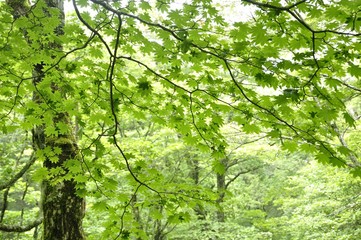 やまなしの森林100選 黒岳の広葉樹林