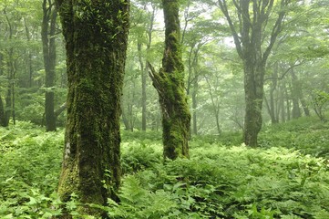 やまなしの森林100選 黒岳の広葉樹林