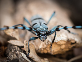 Colorful Alpine longhorn beetle on a beech tree