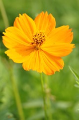 キバナコスモス