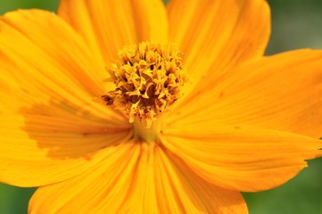 キバナコスモス