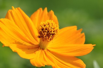 キバナコスモス