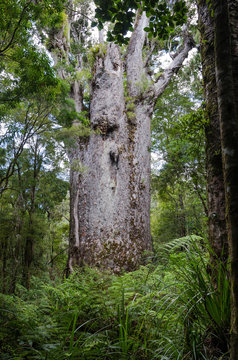 Te Matua Ngahere, or Father of the Forest, a huge kauri tree in the Waipoua Forest in Northland district, New Zealand.
