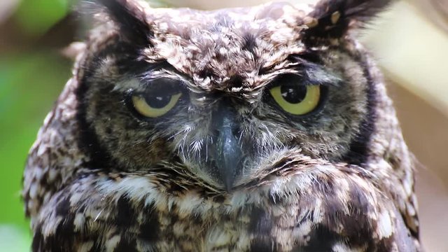 Owl filmed during trip through South Africa.
