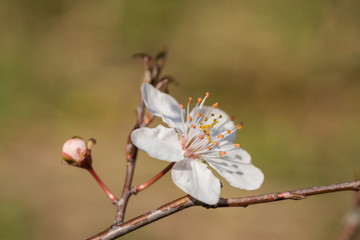 White Plum flower in the garden