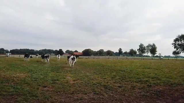 Some happy cows in the pasture in the north of Germany.