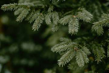 Fir tree brunch close up. Shallow focus. Fluffy fir tree brunch close up. Christmas wallpaper concept. Copy space.