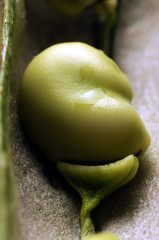 Vicia faba Bóndabaunir Bob biljna vrsta Fava Ackerbohne bean