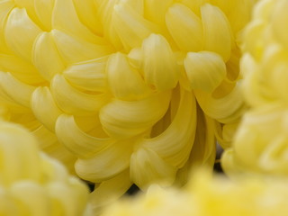 黄色い大輪の菊花