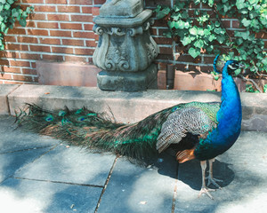 Obraz premium Peacock Garden