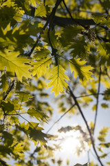 oak foliage