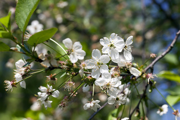 cherry blossoms