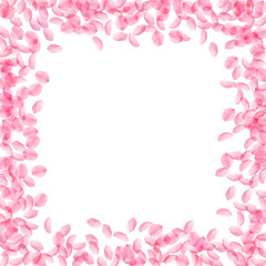 Sakura petals falling down. Romantic pink silky medium flowers. Thick flying cherry petals.
