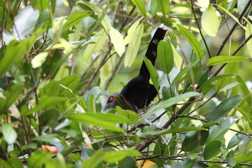 Black-bellied malkoha (Phaenicophaeus diardi) in Sabah, Borneo