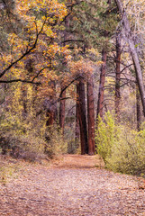 Fototapeta na wymiar Trail in the Woods