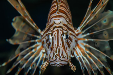 Fototapeta na wymiar Lionfish staring