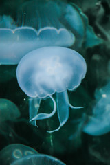 Jellyfish Floating By