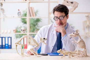 Funny crazy professor studying animal skeletons