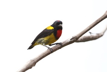Scarlet-breasted Flowerpecker (Prionochilus thoracicus) in Sabah, Borneo