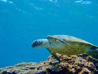 Sea Turtle - Hachijo Island , Tokyo, Japan
